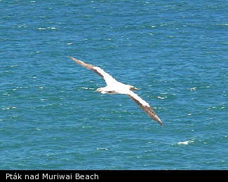 Pták nad Muriwai Beach